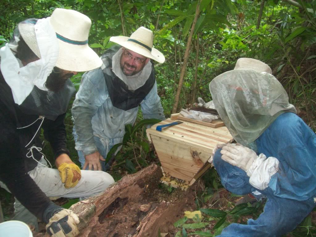 Beekeeping in Jamaica Beesource Beekeeping Forums